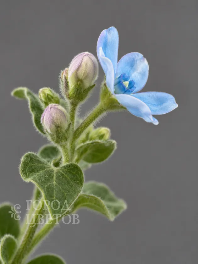 Оксипеталум Blue Star (Блю Стар)