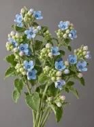 Оксипеталум Blue Star (Блю Стар)
