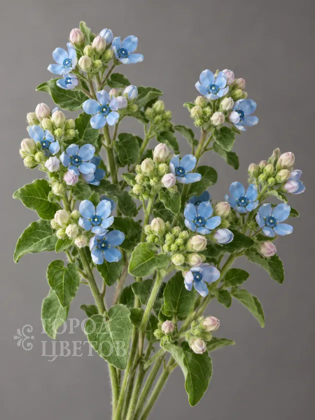 Оксипеталум Blue Star (Блю Стар)