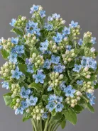 Оксипеталум Blue Star (Блю Стар)