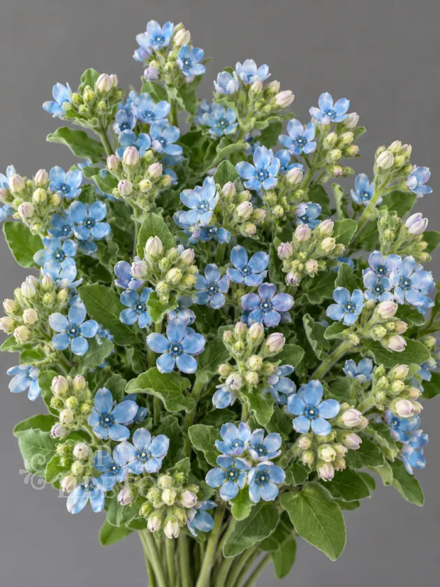Оксипеталум Blue Star (Блю Стар)