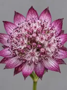 Астранция Star of Beauty (Стар оф Бьюти)