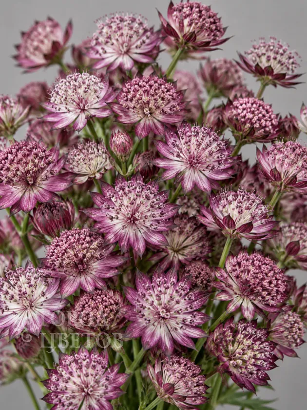 Астранция Star of Beauty (Стар оф Бьюти)