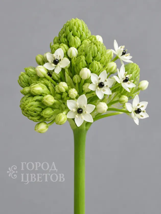 Орнитогалум Saundersiae (Саундерса)