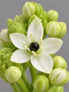 Орнитогалум Saundersiae (Саундерса)