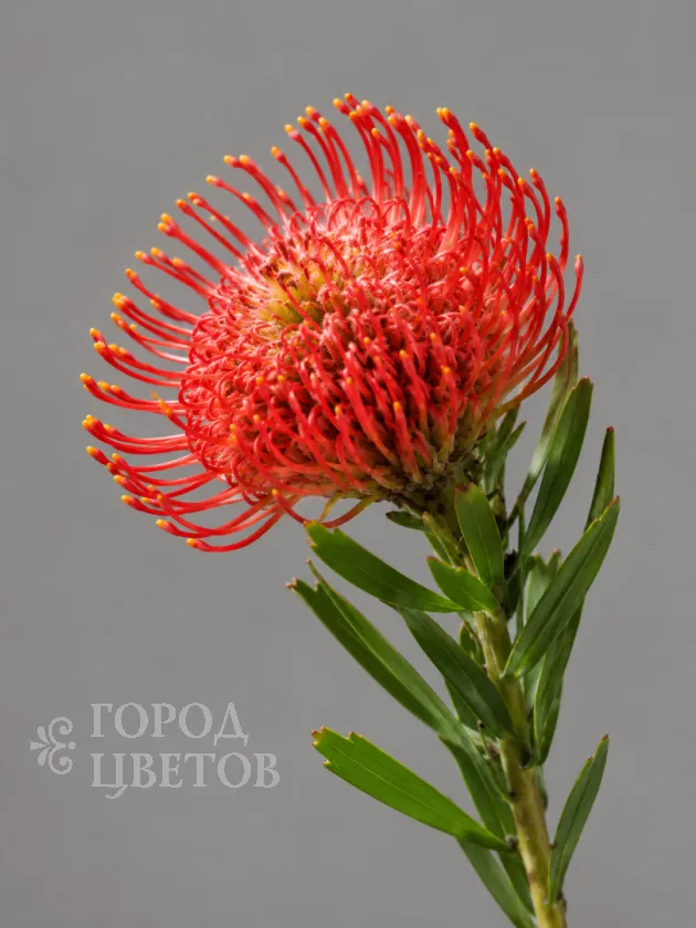 Леукоспермум Ayoba Red (Аёба Ред)
