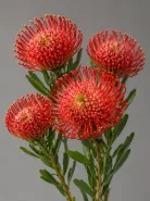 Леукоспермум Ayoba Red (Аёба Ред)