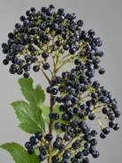 Вибурнум Blue Berry (Блю Берри)