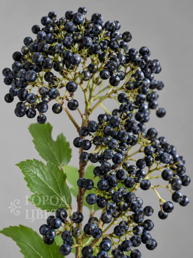 Вибурнум Blue Berry (Блю Берри)