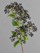 Вибурнум Blue Berry (Блю Берри)