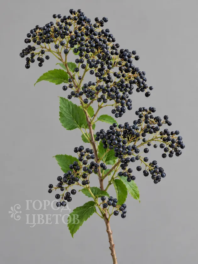 Вибурнум Blue Berry (Блю Берри)