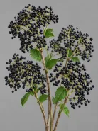 Вибурнум Blue Berry (Блю Берри)