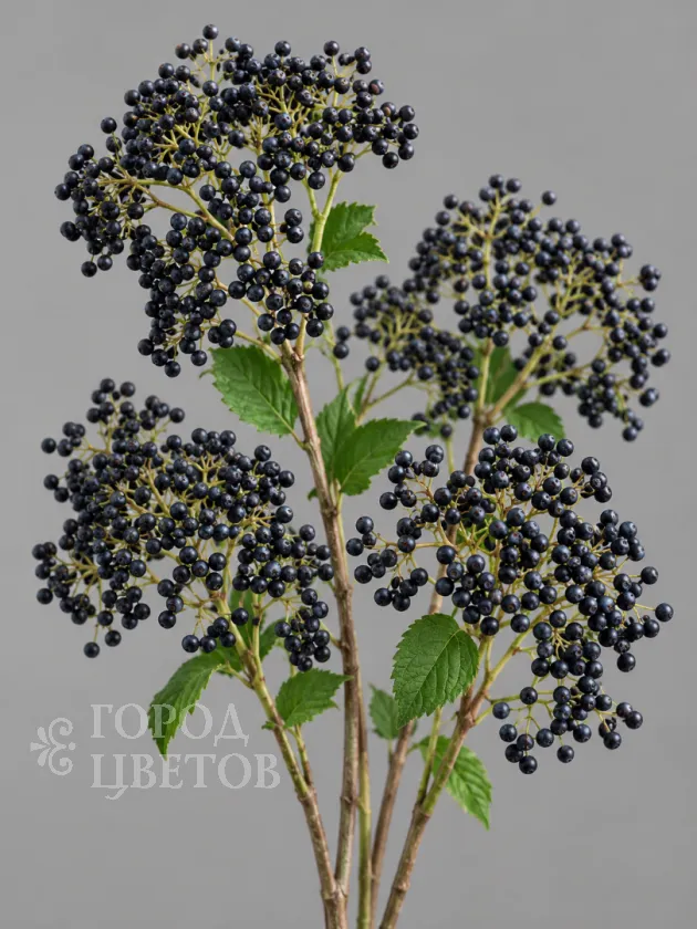 Вибурнум Blue Berry (Блю Берри)
