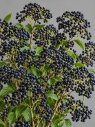 Вибурнум Blue Berry (Блю Берри)