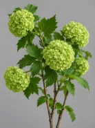 Вибурнум Viburnum Roseum Green (Розеум)