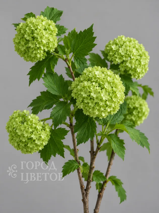 Вибурнум Viburnum Roseum Green (Розеум)