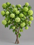 Вибурнум Viburnum Roseum Green (Розеум)