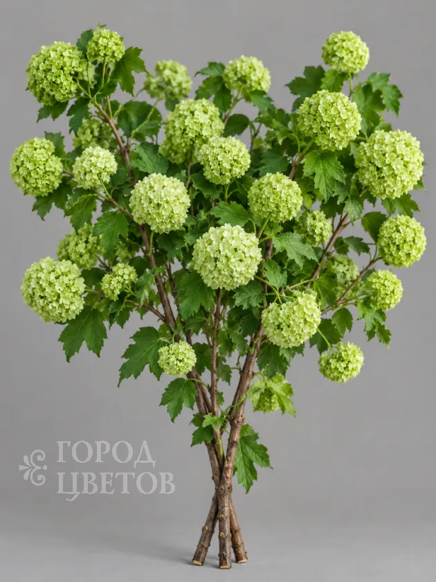 Вибурнум Viburnum Roseum Green (Розеум)