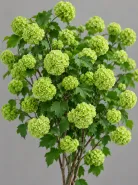Вибурнум Viburnum Roseum Green (Розеум)