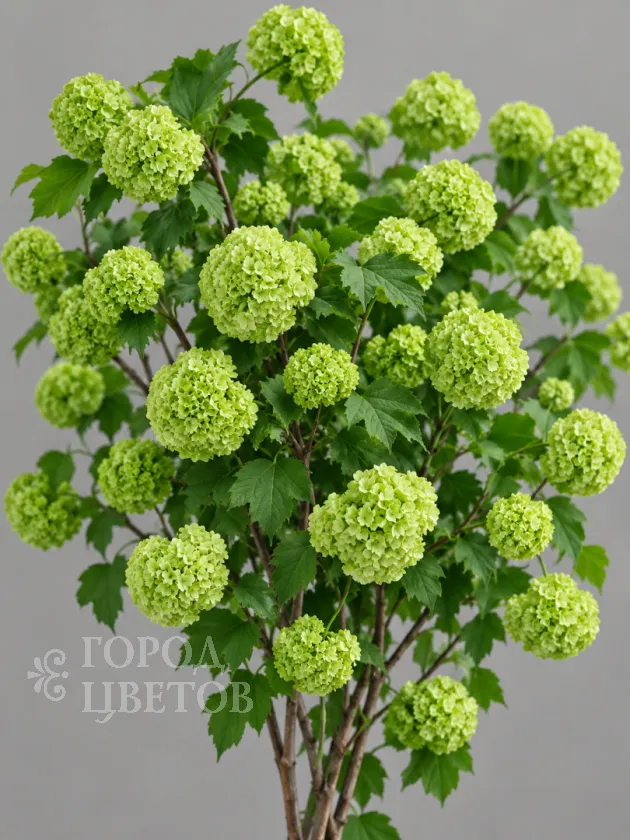 Вибурнум Viburnum Roseum Green (Розеум)