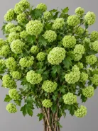 Вибурнум Viburnum Roseum Green (Розеум)