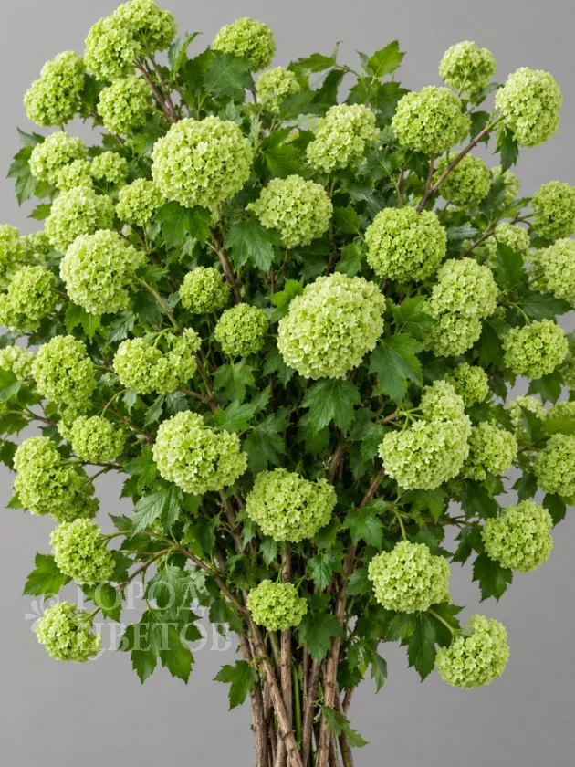 Вибурнум Viburnum Roseum Green (Розеум)