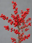 Илекс Verticillata Red (Вертициллата)