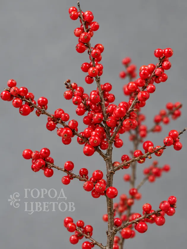 Илекс Verticillata Red (Вертициллата)