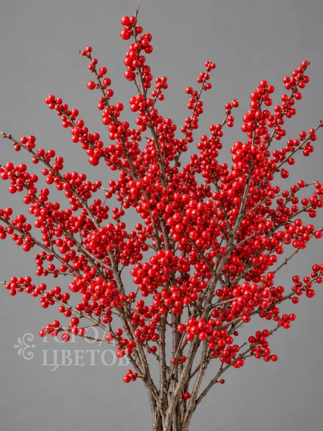 Илекс Verticillata Red (Вертициллата)