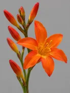 Крокосмия Orange (Оранжевая)