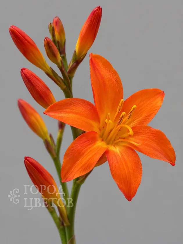 Крокосмия Orange (Оранжевая)
