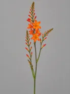 Крокосмия Orange (Оранжевая)