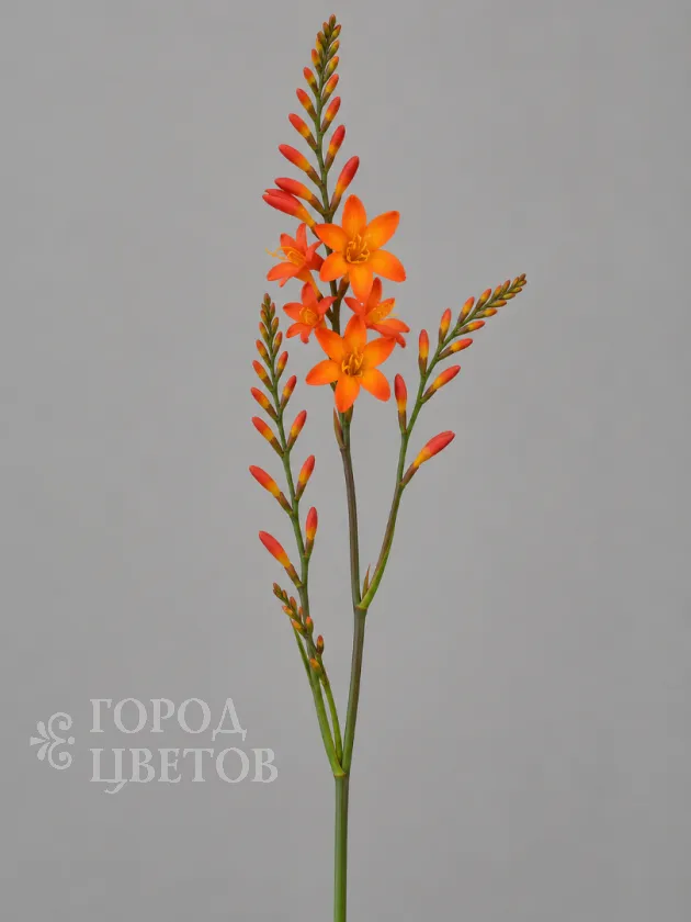 Крокосмия Orange (Оранжевая)