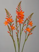 Крокосмия Orange (Оранжевая)