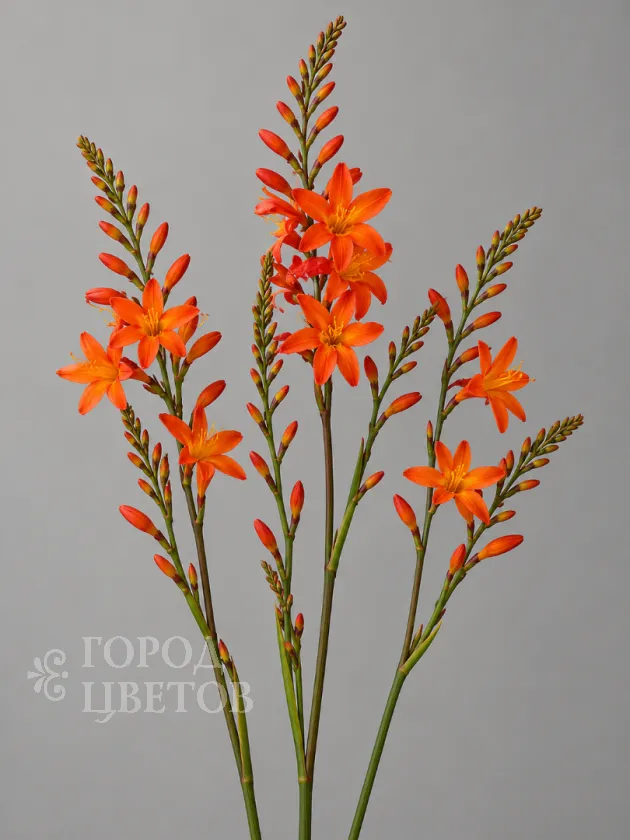 Крокосмия Orange (Оранжевая)