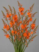 Крокосмия Orange (Оранжевая)
