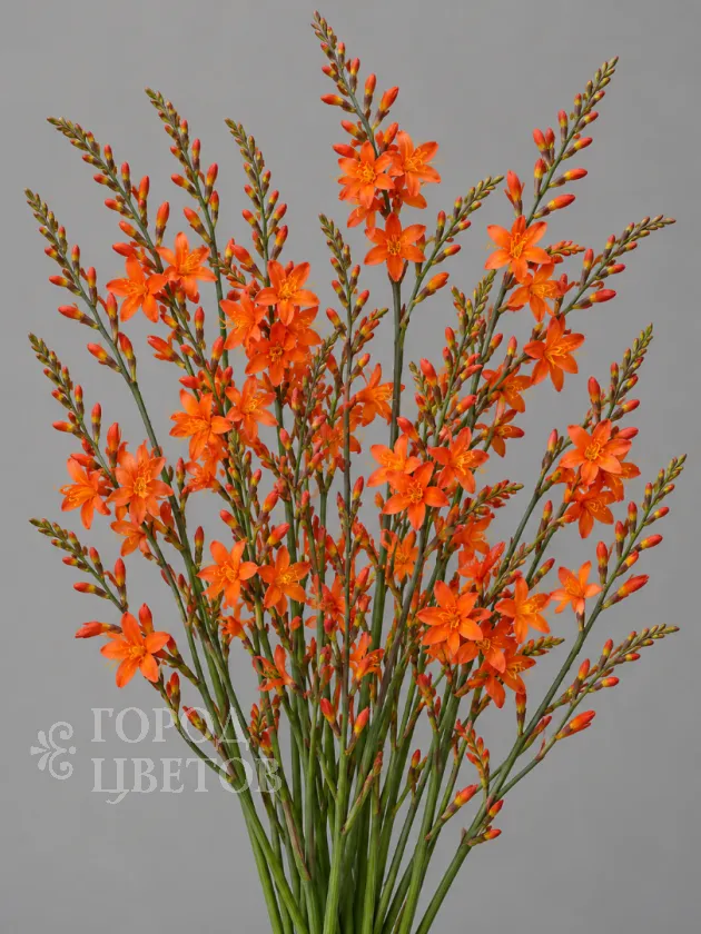 Крокосмия Orange (Оранжевая)