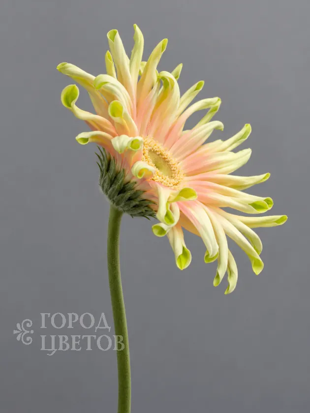 Гербера Pasta (Паста)