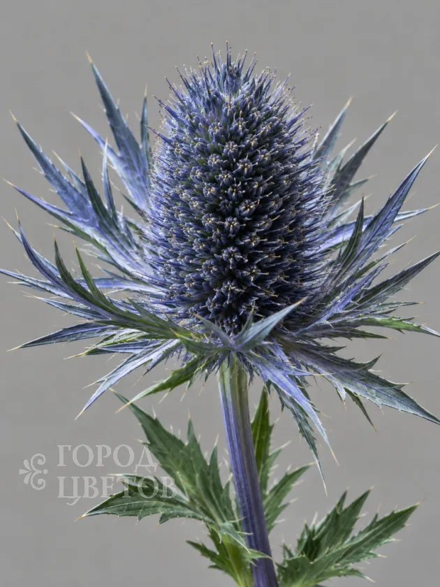 Эрингиум Blue Star (Блю Стар)