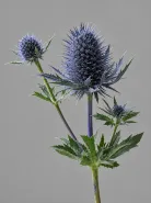 Эрингиум Blue Star (Блю Стар)