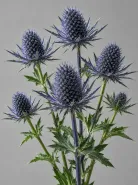 Эрингиум Blue Star (Блю Стар)