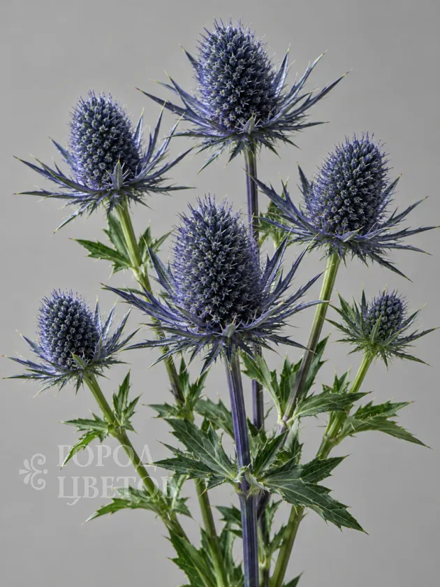 Эрингиум Blue Star (Блю Стар)
