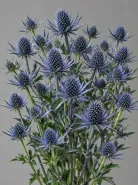 Эрингиум Blue Star (Блю Стар)