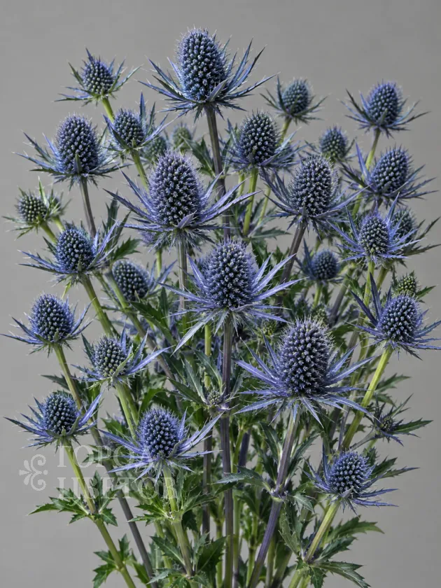 Эрингиум Blue Star (Блю Стар)