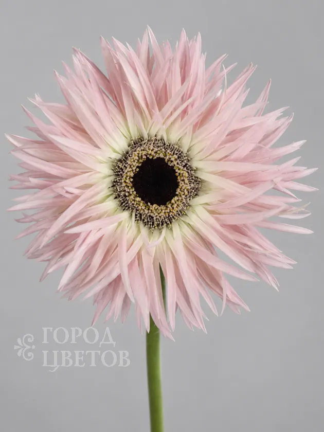 Гербера Spider light Pink (Спайдер светло розовая)