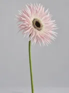 Гербера Spider light Pink (Спайдер светло розовая)