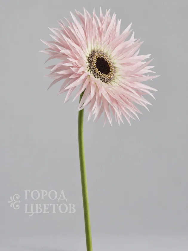 Гербера Spider light Pink (Спайдер светло розовая)
