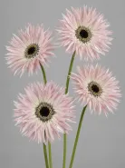 Гербера Spider light Pink (Спайдер светло розовая)