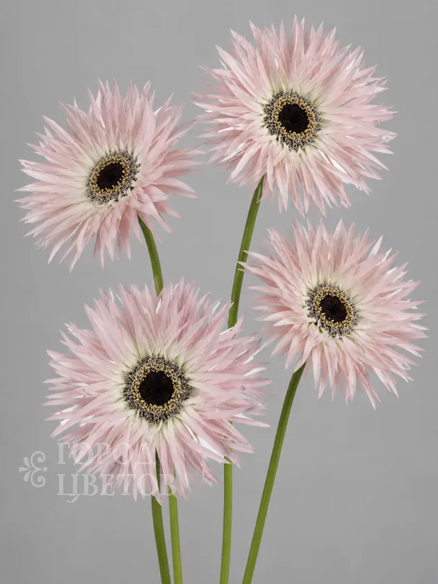 Гербера Spider light Pink (Спайдер светло розовая)