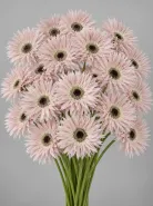 Гербера Spider light Pink (Спайдер светло розовая)